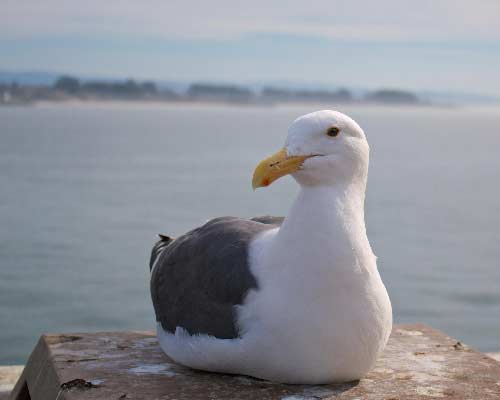 seagull-mf-0188a